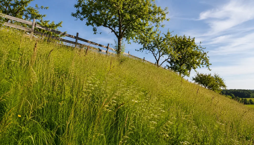 Steiler Hang mit hohem Gras, Holzzaun und Obstbäumen